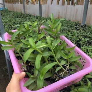 Combo hai chậu cây giống phi điệp tím Hoà Bình
