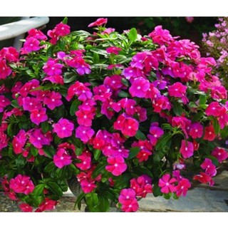 HẠT HOA DỪA CẠN MÀU HỒNG F1 THÂN RŨ - GÓI 0,1 GRAM