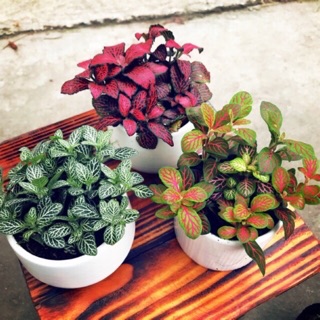 Bộ 3 cây may mắn fittonia