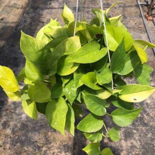 Trầu bà thái vàng 2 cỡ