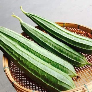 10 HẠT GIỐNG MƯỚP KHÍA