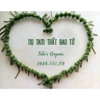 Trà nụ tam thất