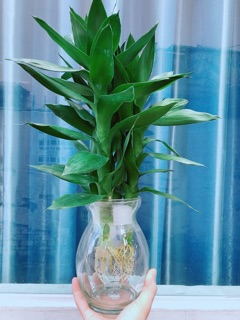 Chậu Phát Tài Búp Sen