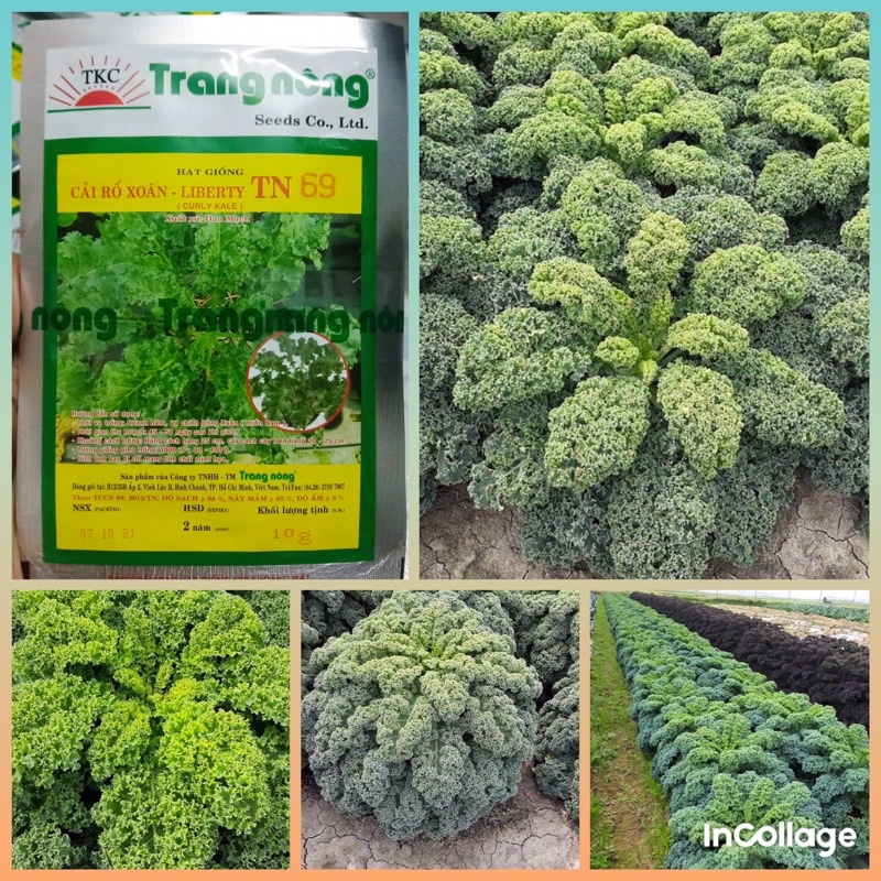 Hạt giống cải xoăn kale Trang Nông gói 10g