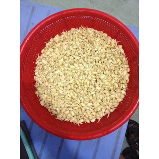 Hạt giống mầm đậu nành - mầm đậu tương 1Kg