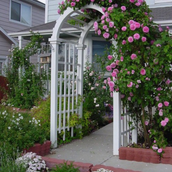 Hạt Giống Hoa Hồng Mix Đủ Loại (gói 50 hạt, tặng phân)