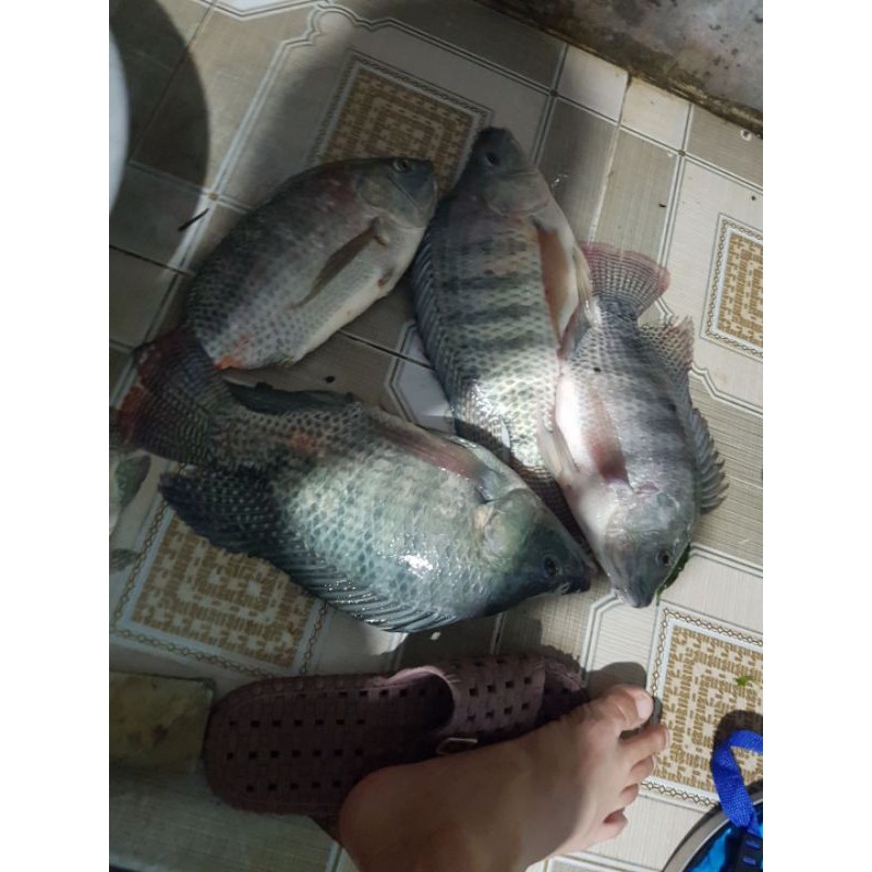 Combo 5 gói mồi câu cá rô phi Lão Quỷ