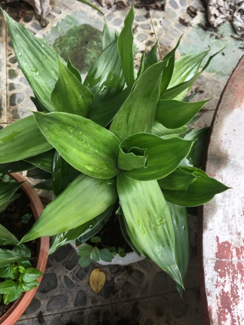 Phát tài búp sen- ship hàng thứ 2