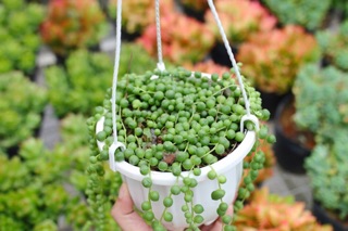 Sen giọt nước treo (chậu nhựa)