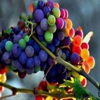 Hạt giống nho cầu vồng
