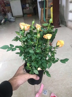 Cây hoa hồng tezza