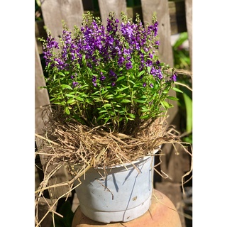 Chậu hoa Forget Me Not màu tím trồng nơi có nhiều nắng