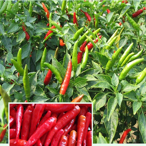 100 Hạt Giống Ớt Chỉ Thiên Chùm Sai Quả