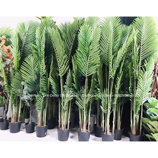 Cây dừa giả 1,6m và 1,4m