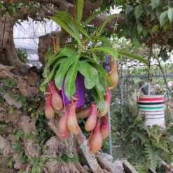 Hạt Giống Hoa Nắp Ấm Lùn 20 Hạt