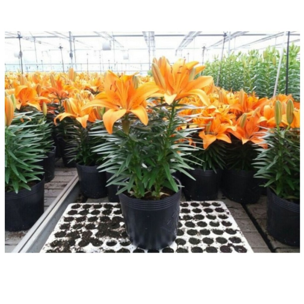 HOA LY THƠM. Combo 10 Củ Giống Hoa Ly Thân lùn Thơm Hoa Kép Màu cam - Cho Hoa Vụ Tết - sạch bệnh, nhanh lớn