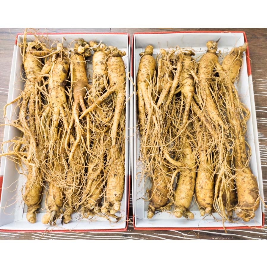 Nhân Sâm Tươi Hàn Quốc 310k/củ loại 8-10 củ/kg chuẩn 6 năm tuổi bồi bổ sức khoẻ - Hàng chính hãng