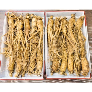 Nhân Sâm Tươi Hàn Quốc 310k/củ loại 8-10 củ/kg chuẩn 6 năm tuổi bồi bổ sức khoẻ - Hàng chính hãng