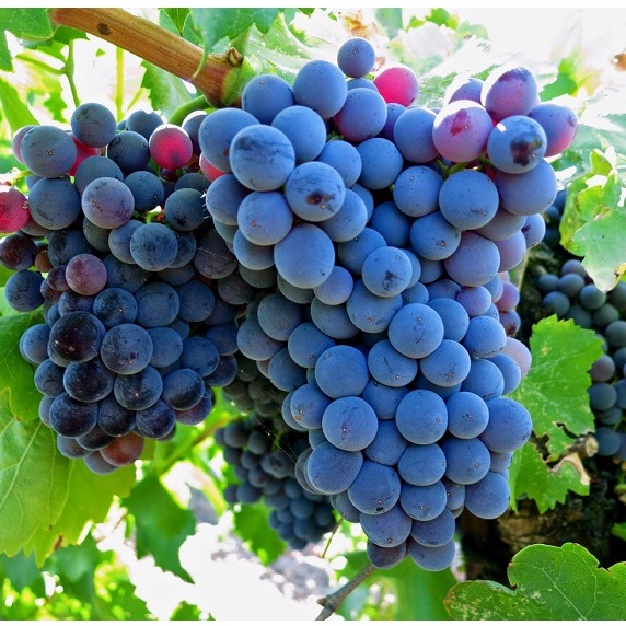 10 Hạt giống Nho pháp (tặng gói kích nẩy mầm và hướng dẫn)