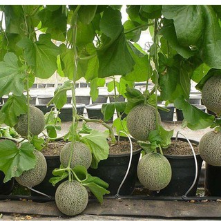 Bộ 2 gói hạt giống dưa lưới (TẶNG gói kích thích hạt nảy mầm)