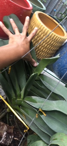 trâu thái bóc trụ cây cỡ trung