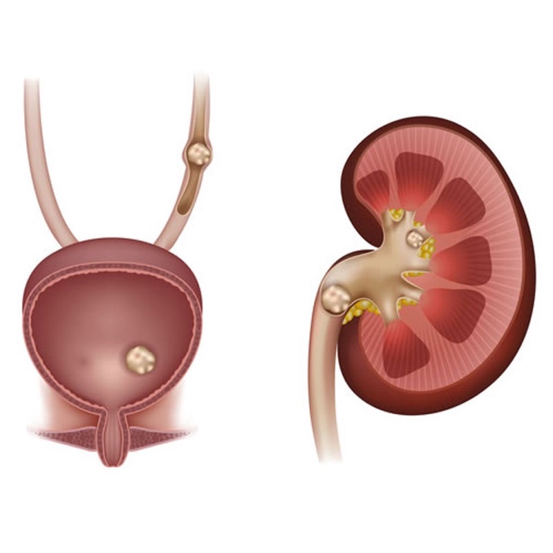 Renal Cleaner sản phẩm hỗ trợ chức năng thận cho chó mèo