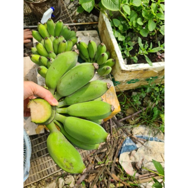 Chuối Sứ, Chuối Xiêm 1kg