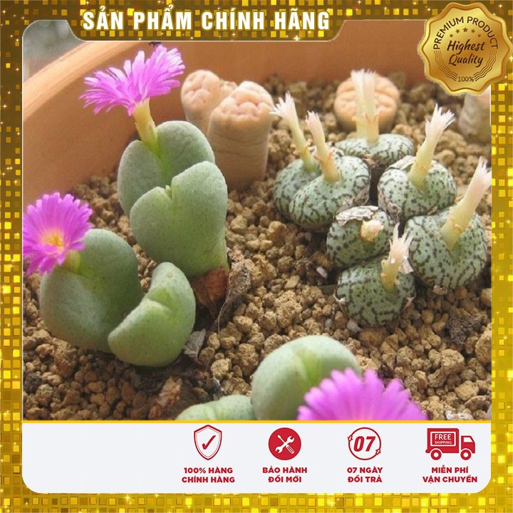 HẠT GIỐNG HOA THẠCH LAM 04 HẠT RẤT NHỎ