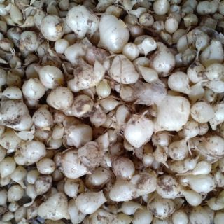 Nén (hành tăm)