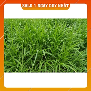 Hạt giống cỏ ruzi gói 100g - cỏ chăn nuôi năng suất cao