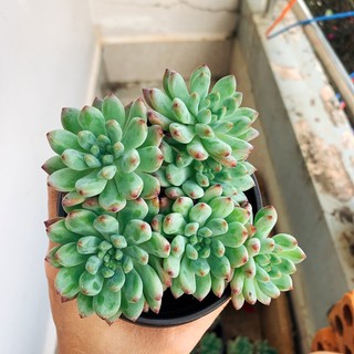 Sen Đá Bụi Gốc Thụ