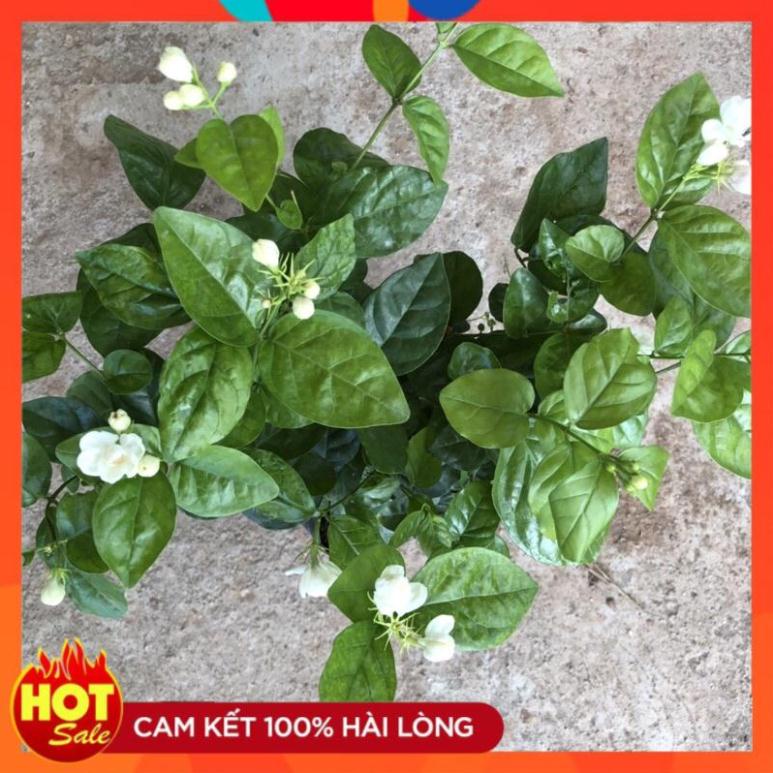 Cây hoa nhài ta cánh kép size nhỏ, hoa nở bắt mắt mùi hương dễ chịu@