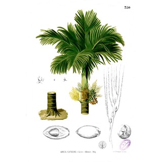 Hạt giống cây Areca catechu
