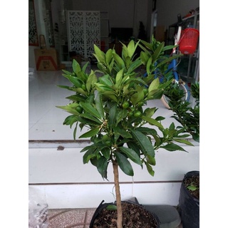 Cây hạnh ngọt tắc ngọt thái