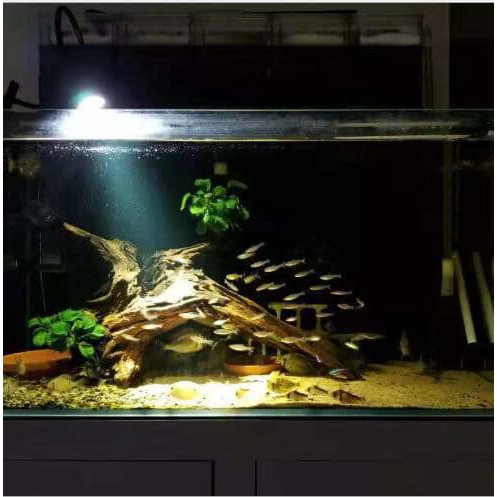 Đèn Rọi Biotope Bể Cá 3 Chế Độ