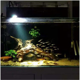 Đèn Rọi Biotope Bể Cá 3 Chế Độ