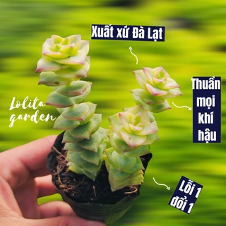 Sen đá xiên thịt giống mới Đà Lạt size bé cây cảnh trang trí nhà cửa Lolita garden