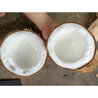 Dừa Sáp Đặc sản Sản Cầu Kè (Loại Sệt,Lỡ)