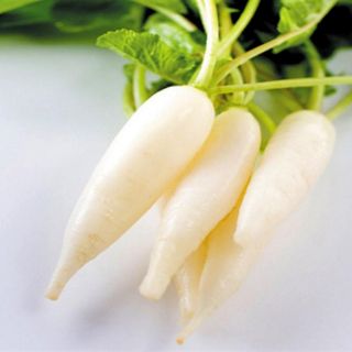 Hạt giống củ cải trắng HN
