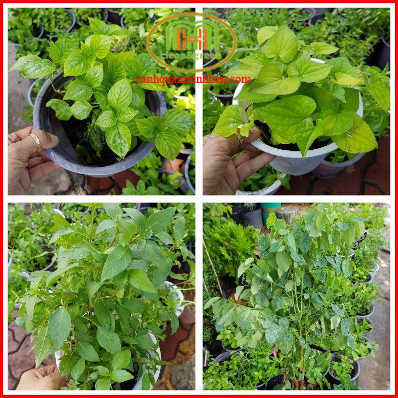 ĐỒNG GIÁ cây giống các loại rau thơm