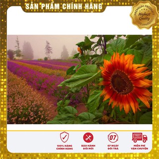 Bộ gói hạt giống Hướng dương đỏ
