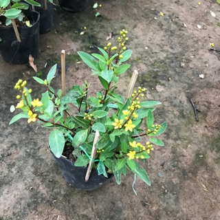 Hoàng kim đồng hoa vàng quanh năm bầu nhỏ chỉ 50k