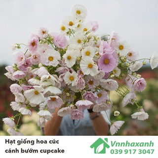 Hạt Giống Hoa Cúc Cánh Bướm Cupcake Nhiều Màu