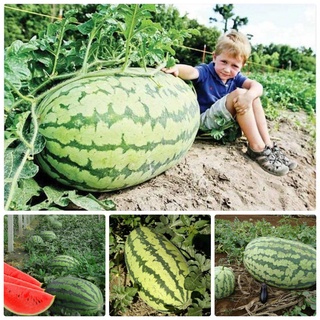 #Hạt_Giống_Dưa_Hấu_Khổng_Lồ ( mua 3 gói tặng 1 gói )