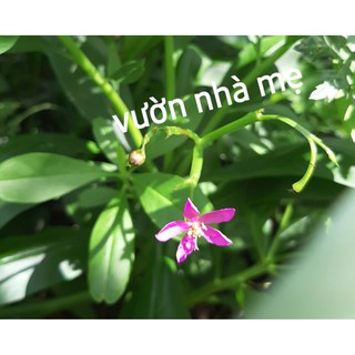 Cây sâm đất ( thổ sâm )