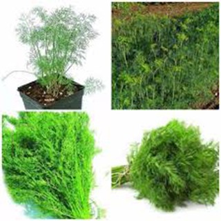 Gói 5 gram hạt giống rau thì là