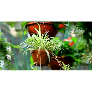 Cây dây nhện, cỏ lan chi, cỏ mẫu tử