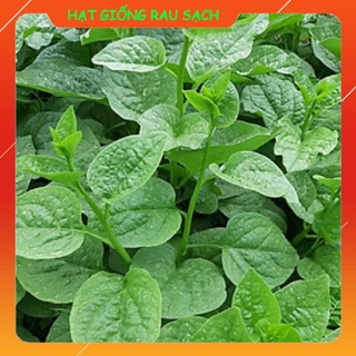 Hạt Giống Mồng Tơi