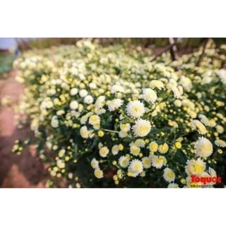 cây giống cúc chi rủ trắng