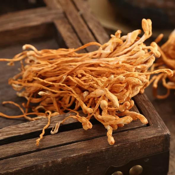 Đông trùng hạ thảo khô - thảo dược Tấn Phát